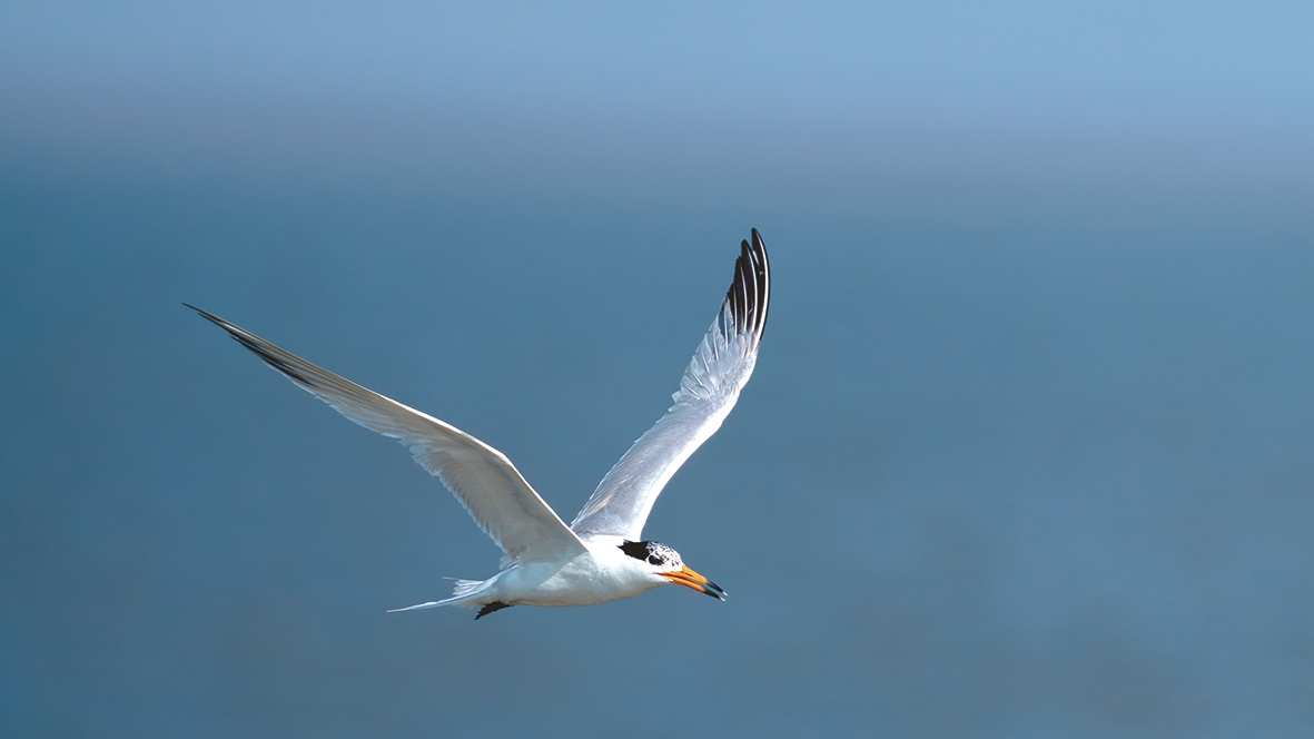 中華鳳頭燕鷗：“神仙之鳥”的愿望